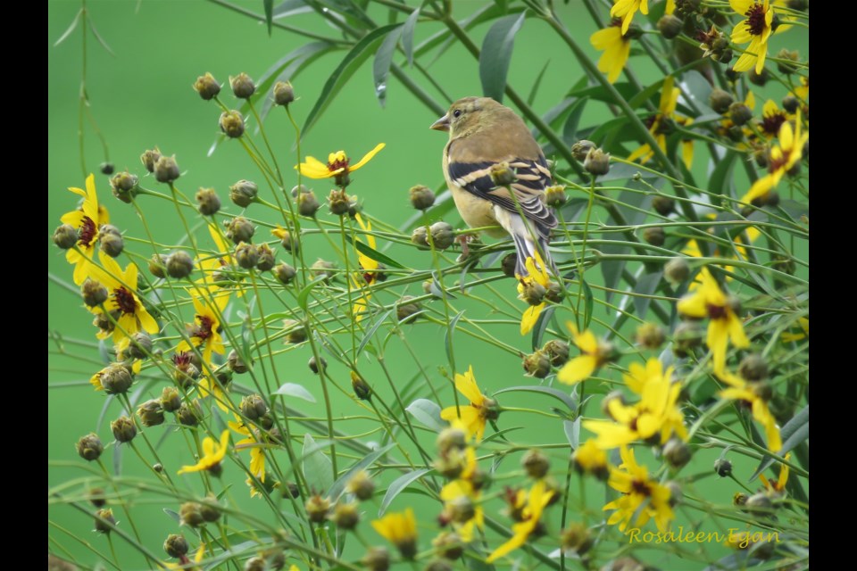 Last year, I planted more native species including tall coreopsis (tickseed), part of the aster family. This year I am happy with the flowers and that American goldfinches are enjoying their seeds, and the colour co-ordinate.