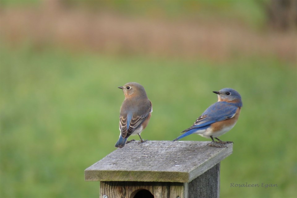 Looking south: Eastern Bluebirds (male on right) came by this week to visit nesting boxes on their way to warmer climes. Their farewell appearance attracted attention from a motley crew of other birds.