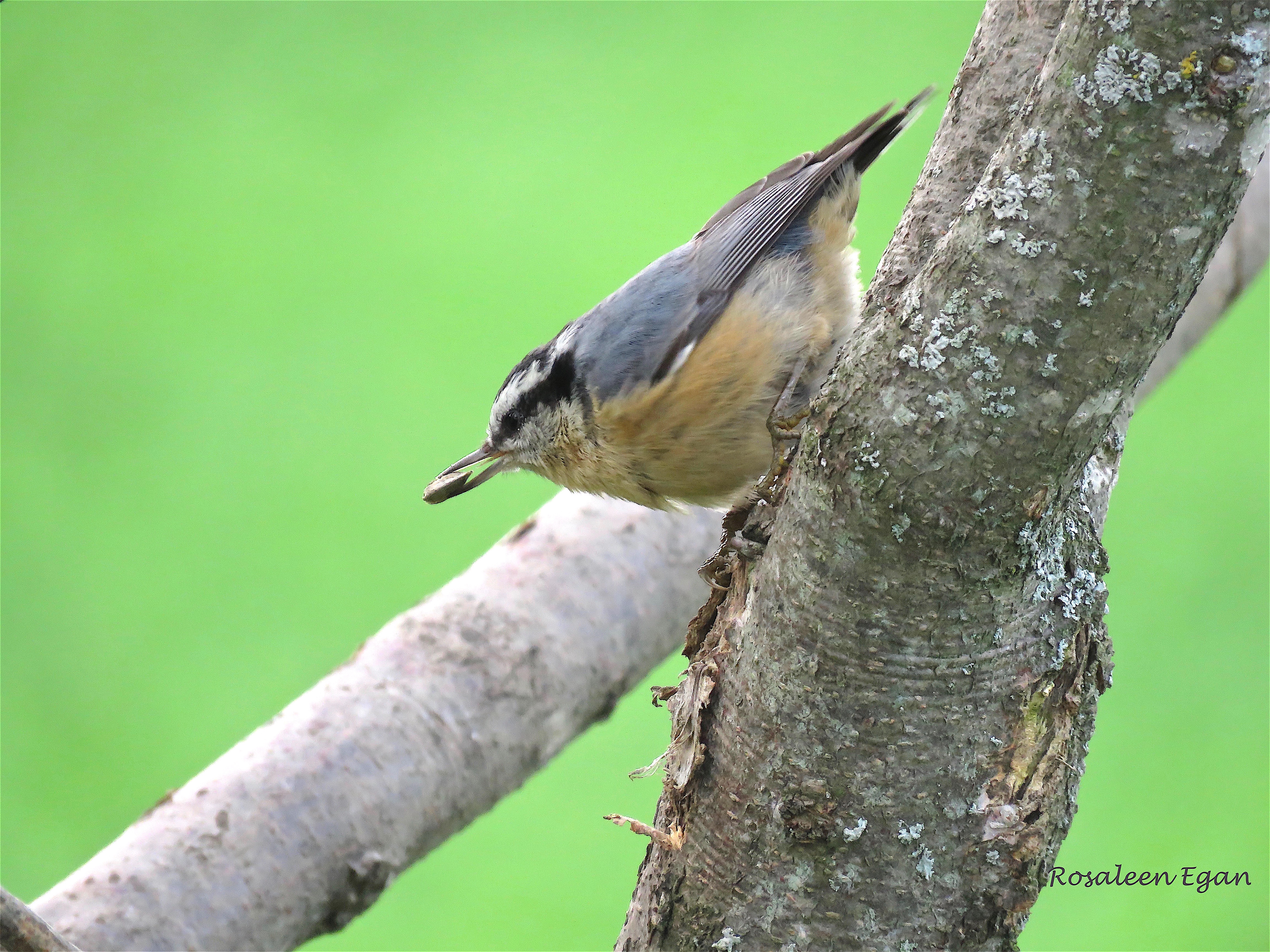 Nuthatches: Acrobatic Birds with a Sweet Tooth | BuBird
