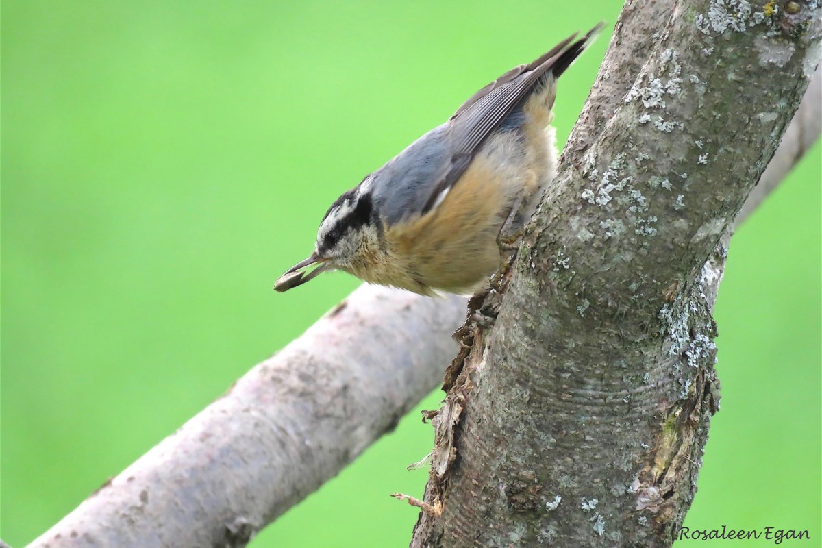 Nuthatches: Tiny Birds with Big Personalities