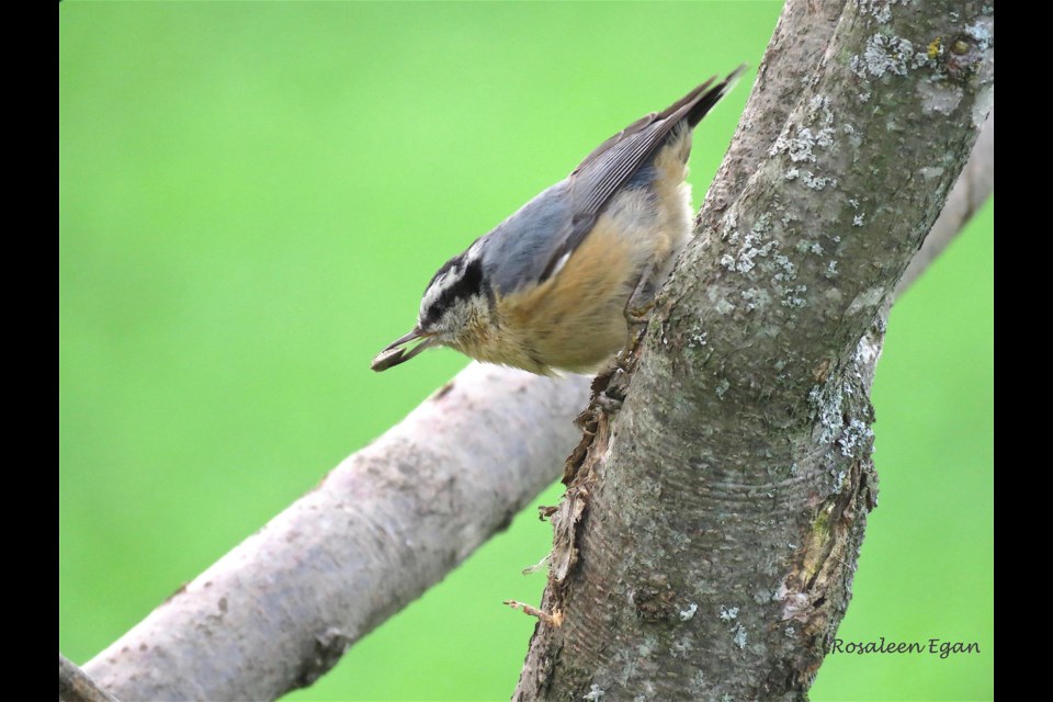 A Red-breasted Nuthatch can walk up AND down vertical trunks of trees headfirst.
