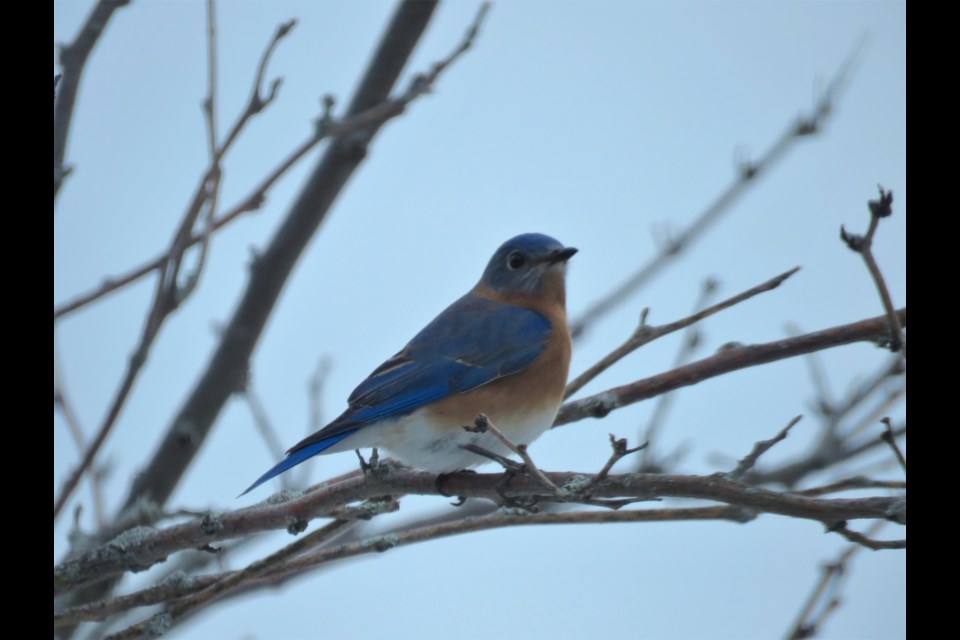 January surprise visits from Bluebirds of Happiness brighten dull days and lift hearts.
