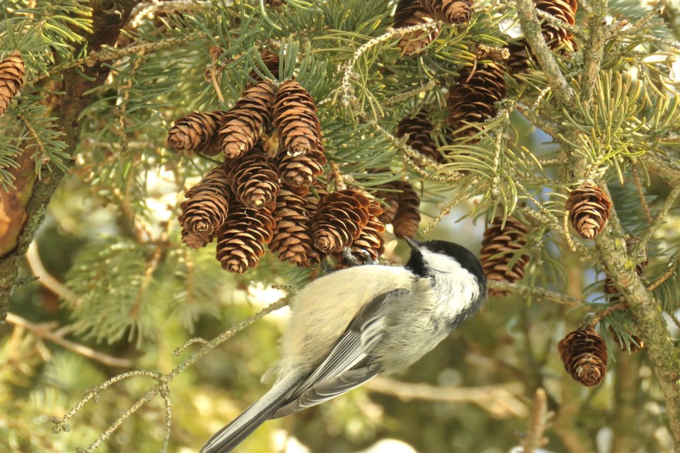 It felt good and right to see this Black-capped Chickadee eat seeds from the evergreen cones. When planting or landscaping, native plants and trees are best for birds and the environment.