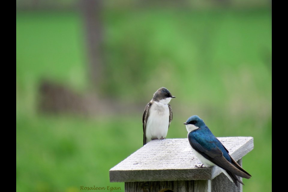 Eastern bluebird nesting boxes have helped increase the bluebird population, and also tree swallows, which sometimes choose them as their own nesting boxes.