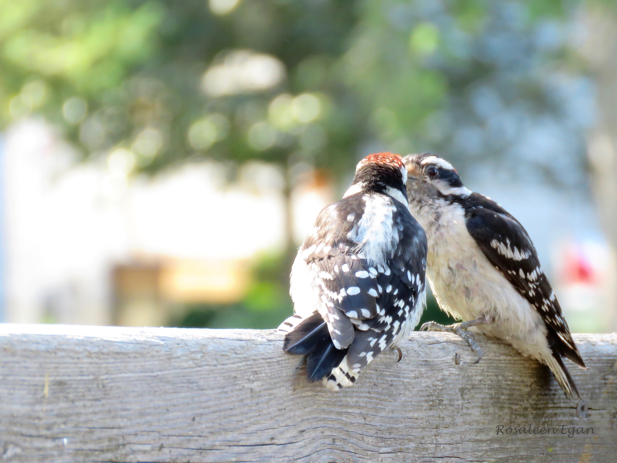 female and male downy woodpecker