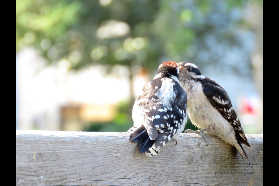 Downy Woodpecker feeding its young - a routine followed the next day by the larger look-alike Hairy Woodpecker.