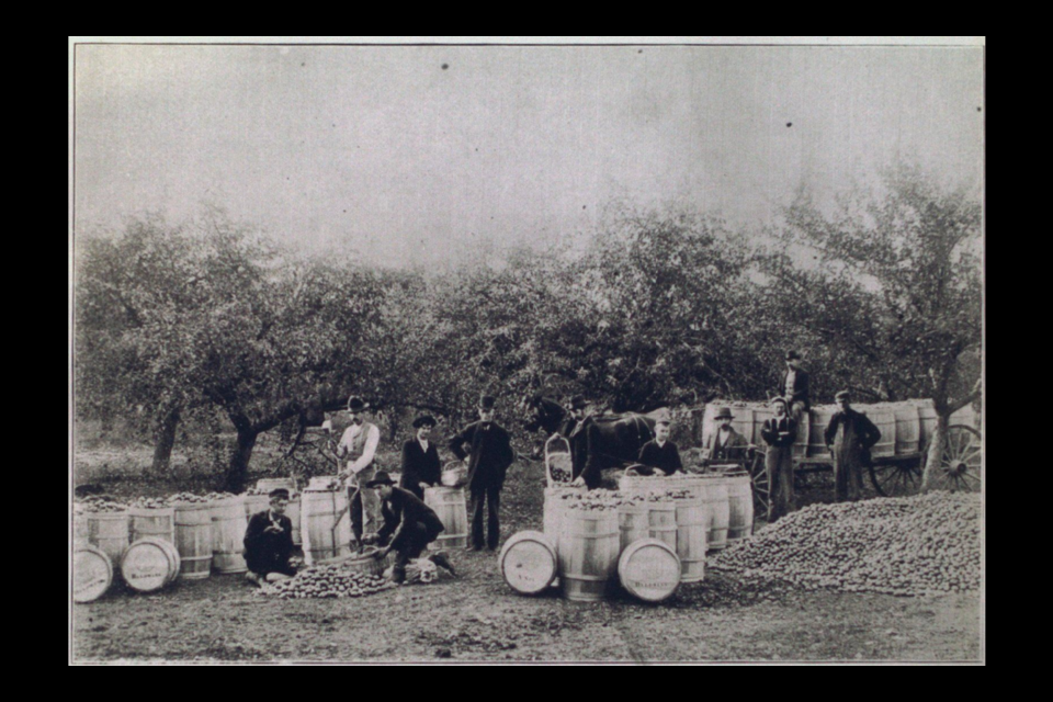 Apple Harvest: Every farmer in the 19th century had an orchard. Many had dozens of trees, allowing him to sell to local stores and cideries.