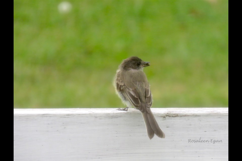 Eastern Phoebe is successful at catching an insect snack. They eat a variety of insects and are known as flycatchers. 