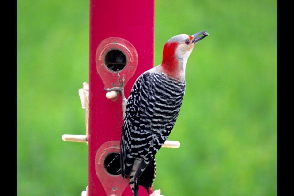 This female Red-bellied Woodpecker shows off her seed-searching success, while adding a much appreciated splash of colour and elegance. She even colour-coordinates with the feeder. Supplied photo/Rosaleen Egan