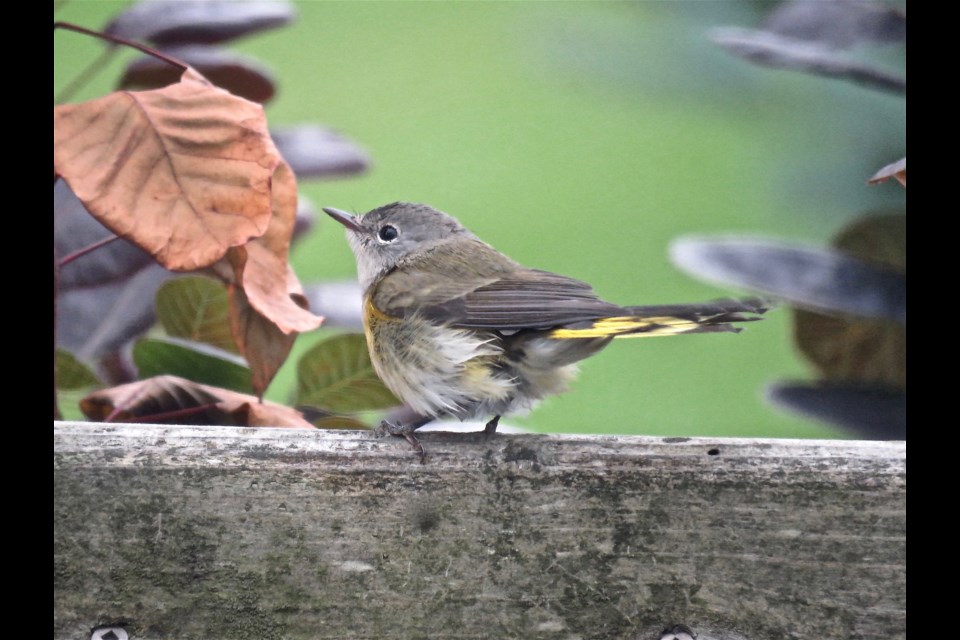 Serendipity played a role in this close sighting of a wonderful wood warbler, a female American Redstart. The male is black and orange with a white belly. I was not fortunate enough to see one. Rosaleen Egan for Bradford Today                               