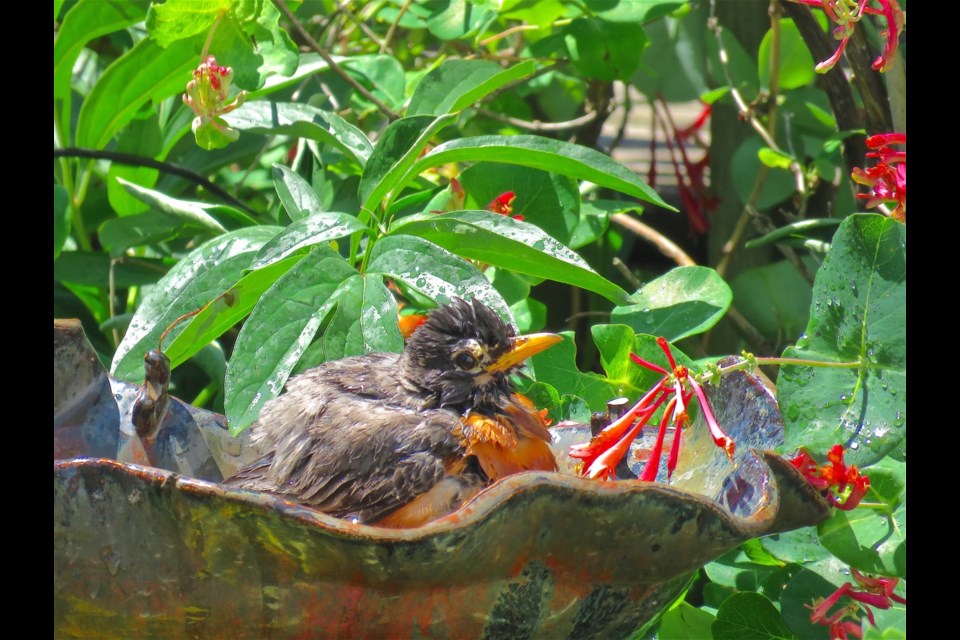 This robin was very happy to hang out in my traditional bird bath, and it even unashamedly double dip. It was fun to watch. Birdbaths offer cool relief.  Rosaleen Egan for BradfordToday