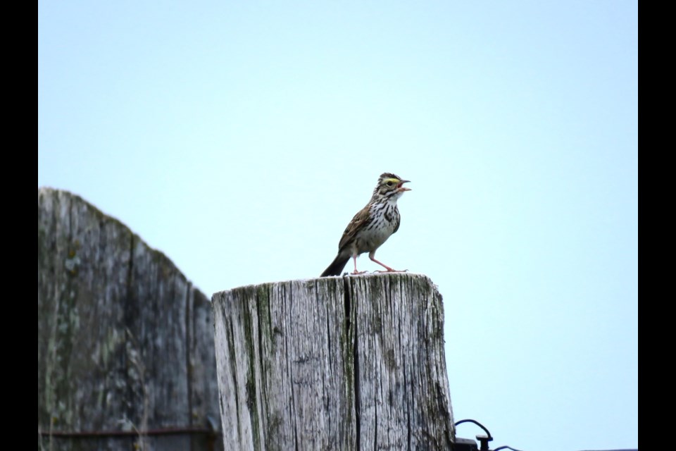 A Savannah Sparrow claiming his territory and flirting from a fencepost. Savanna's are grassland birds, and enjoy the mixed vegetation offered on this farm.  Rosaleen Egan for Bradford Today                              