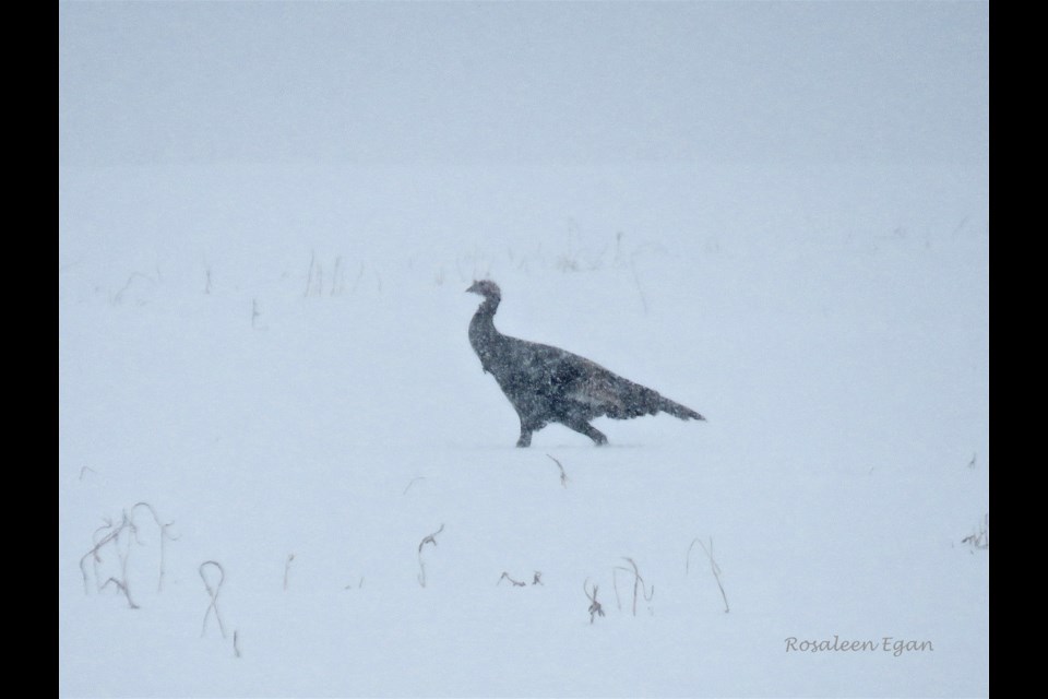 The photo is snowy, yet there is something stoic in the turkey’s strut that’s worth sharing     