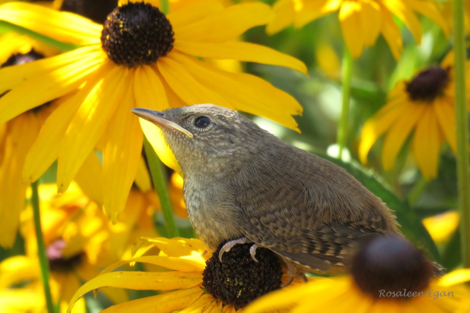A young House Wren waits on a black-eyed Susan while its parent catches bugs.