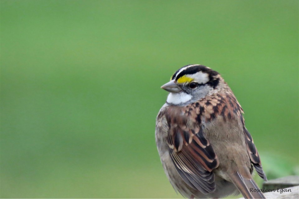 This white-throated sparrow graced me with a deck visit this week.