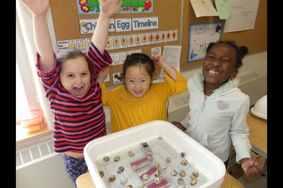 Scarlette, Jia and Moriah, students at Chris Hadfield Public School, are excited to meet the baby quails after they hatch in their classroom. Jenni Dunning/BradfordToday
