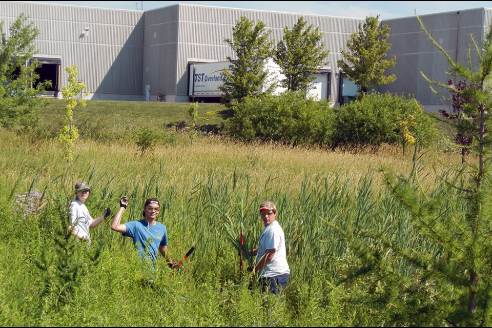 Volunteers manually cut Phragmites plants in Bradford, near the Bradford Sports Dome back in 2016, at the start of a pilot project. SUBMITTED