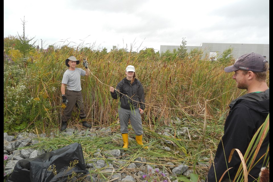 Conservation worker holds a long section of a phragmites rhizome. Note the new shoots growing from the root-like structure every few inches. Photo supplied