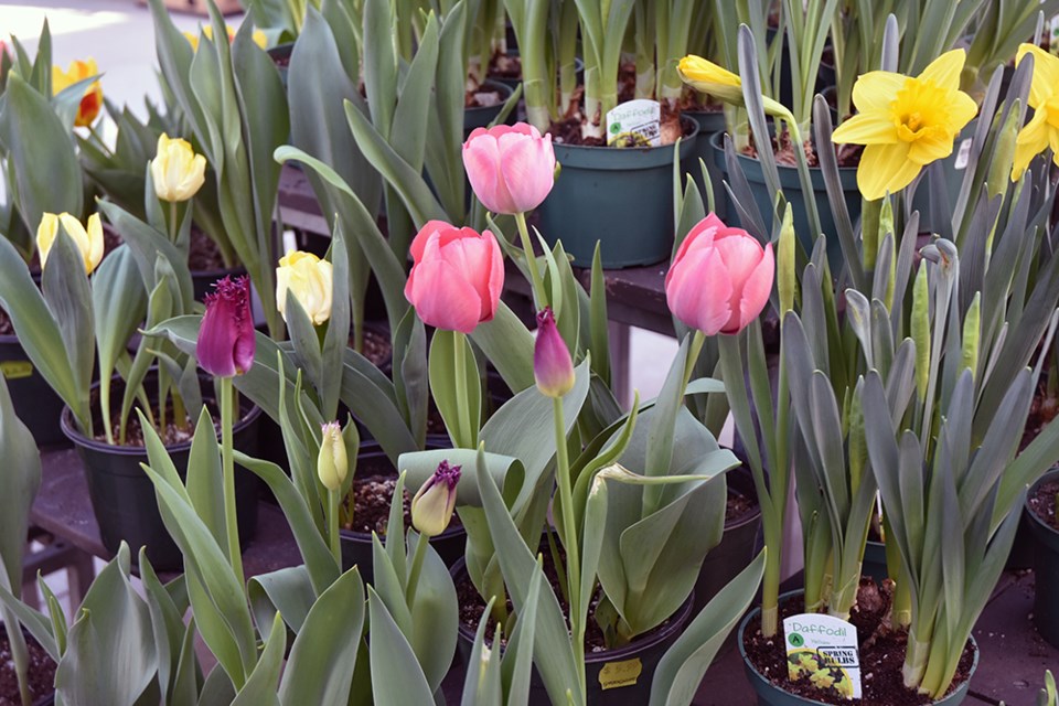 Spring flowers - indoors at Bradford Greenhouses. Miriam King/Bradford Today