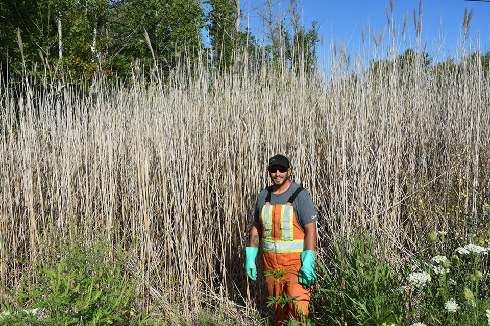Contractor Robin Egan stands in front of dead Phragmites australis in Innisfil, a patch that was treated last year and has not returned. Note healthy plant growth in front of the dead grasses. Miriam King/Bradford Today
