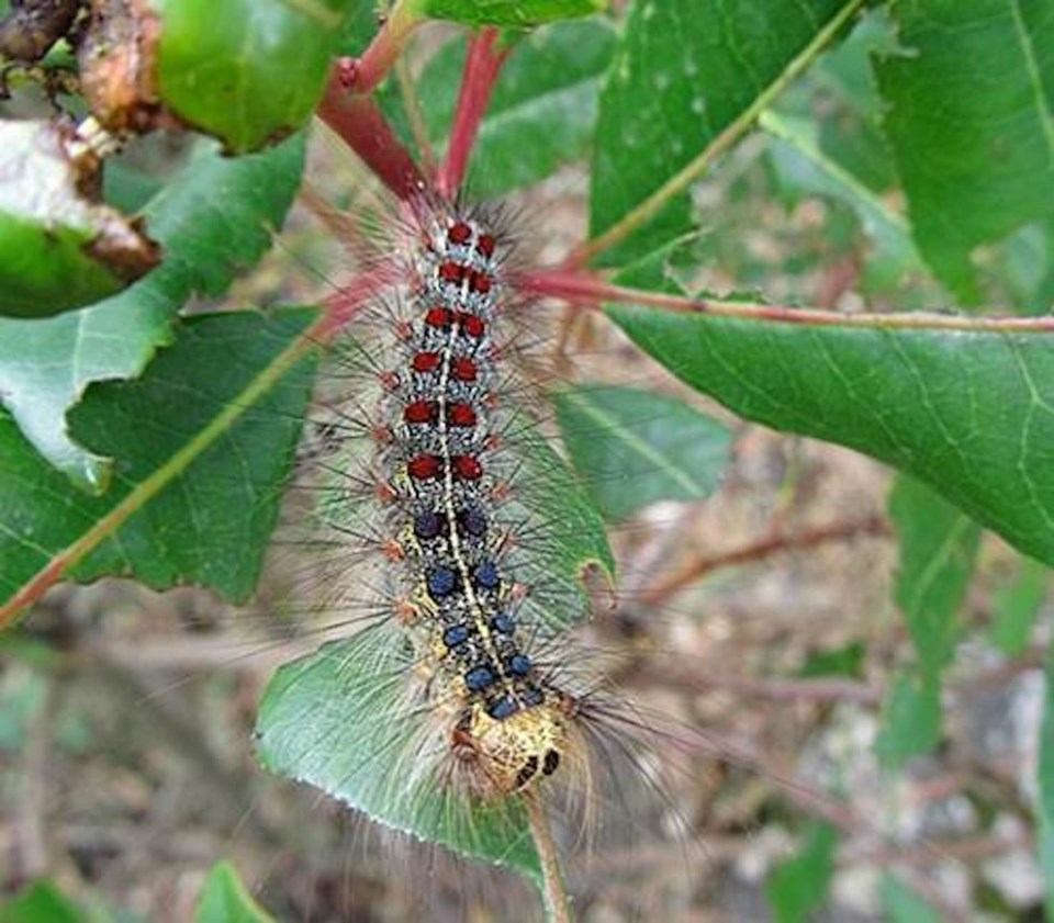 2021-05-04 - European Gypsy Moth