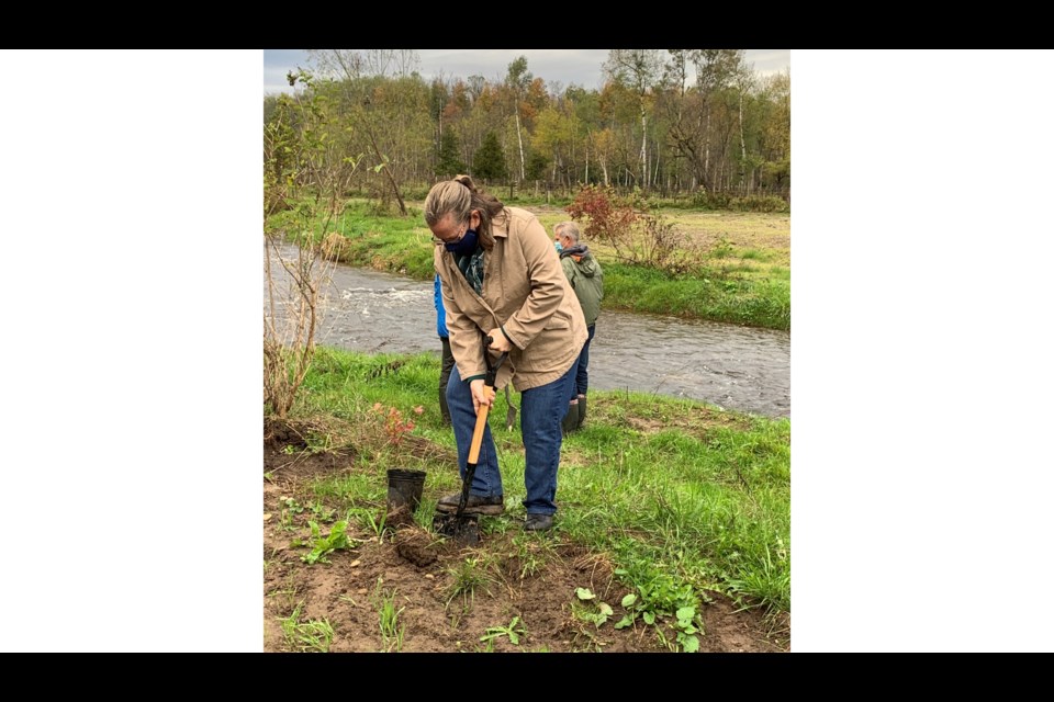 Carol Bateman of Ontario Trillium Foundation during planting demo along shores of Nottawasaga River