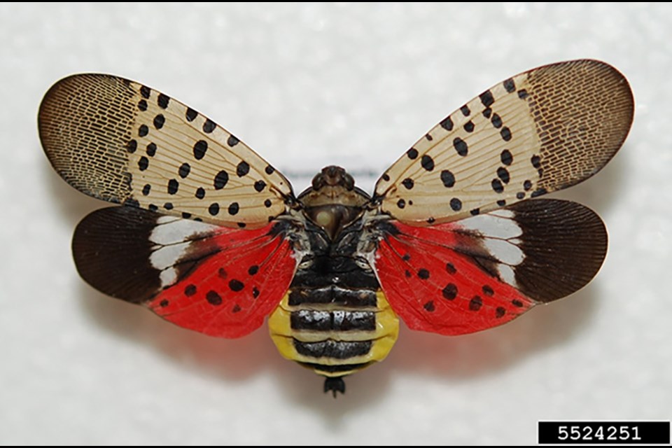 Spotted lanternfly adult. Photo by Lawrence Barringer, Pennsylvania Dept. of Agric., from CFIA information on Spotted lanternfly. 