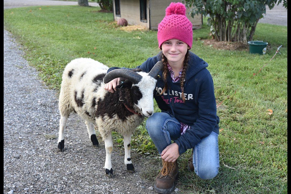 Olivia Harrison with Otis the ram, Dingo Farms’ mascot. Miriam King/BradfordToday