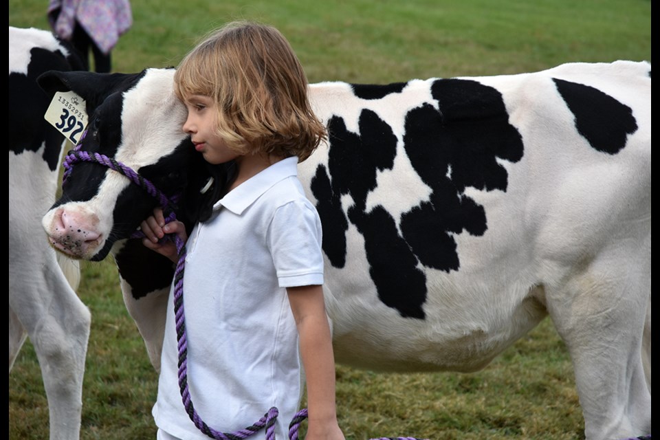 Calf love, in the Boys and Girls pre-4-H Dairy Special in Beeton. Miriam King/Bradford Today