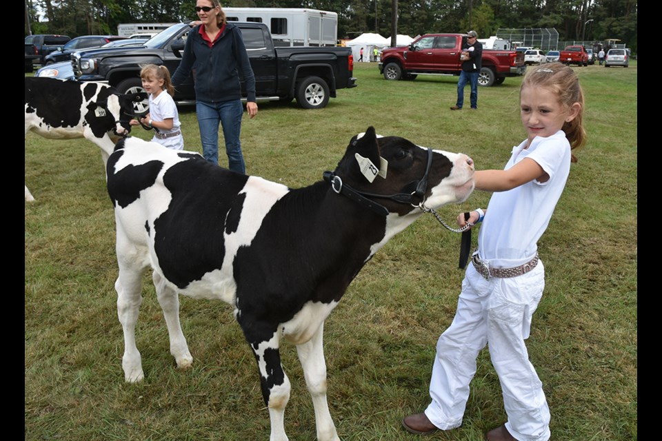 Youngster shows her calf, in the pre-4-H Dairy Boys and Girls Special, at the 163rd annual Beeton Fall Fair. Miriam King/Bradford Today