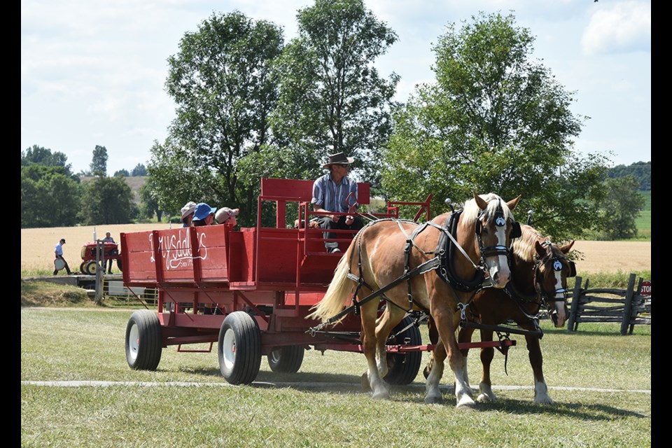 Horse-drawn wagons will carry visitors from one end of the Steam Show grounds to the other. Miriam King/Bradford Today