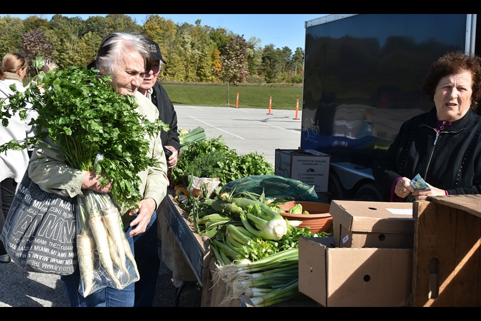 Shoppers pick up parsnips at Springh Farms at the Innisfil Farmers’ Market, just before Thanksgiving. Miriam King/BradfordToday