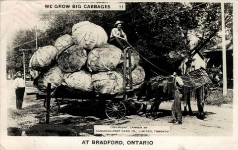 2019-07-17-bradford postcard cabbages