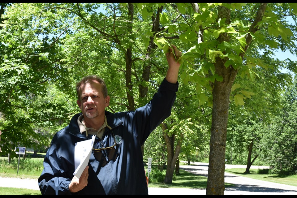 Brian Kemp, manager of conservation lands with the Lake Simcoe Region Conservation Authority, said this tree is not a sugar maple, as labelled, but a much rarer black maple. Miriam King/Bradford Today