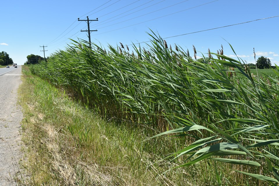 Phragmites along Yonge Street, south of Line 13, in BWG. Note that the Phragmites have been cut along the right-of-way, but they have spread into the ditch and adjacent private property. Miriam King/BradfordToday