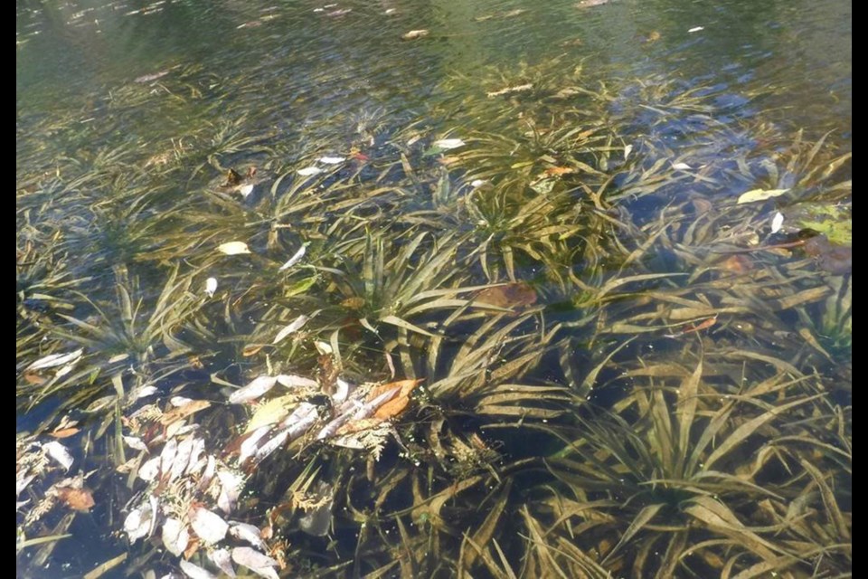 A floating mat of water soldier, Stratiotes aloides. Submitted photo 