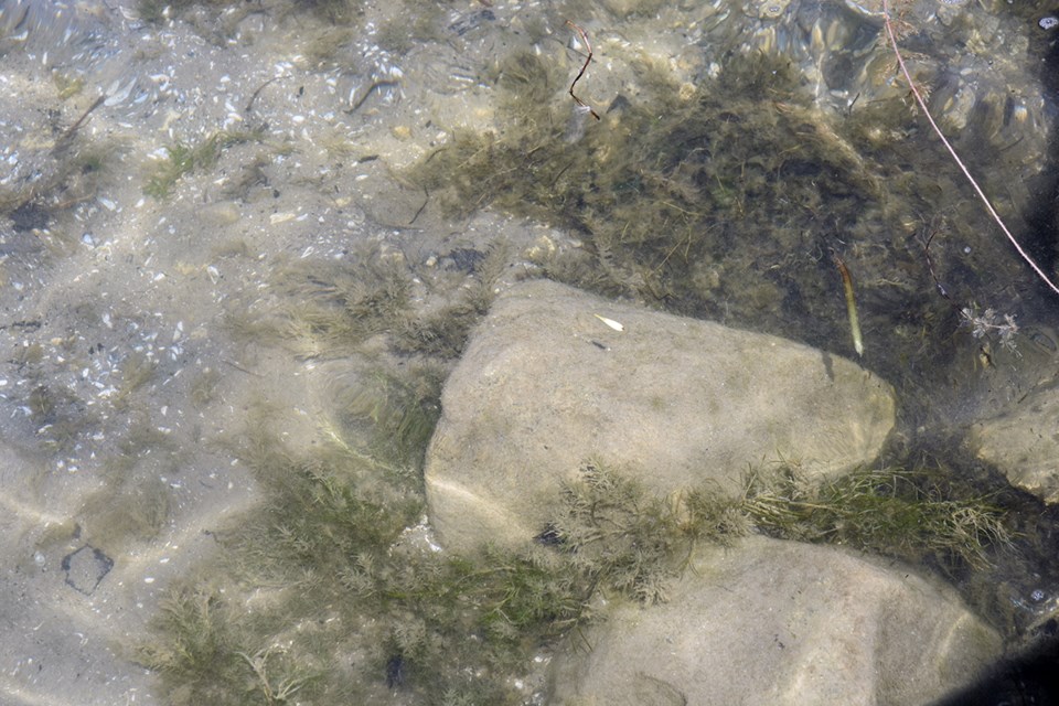 Milfoil growing among the rocks, on Lake Simcoe. Miriam King/BradfordToday