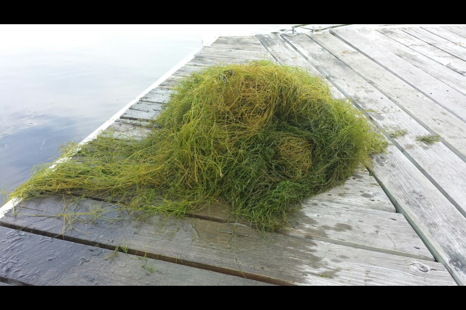 Starry stonewort forms dense tangles that resemble cushions. Here, a clump of starry stonewort pulled from Lake Simcoe. Submitted photo