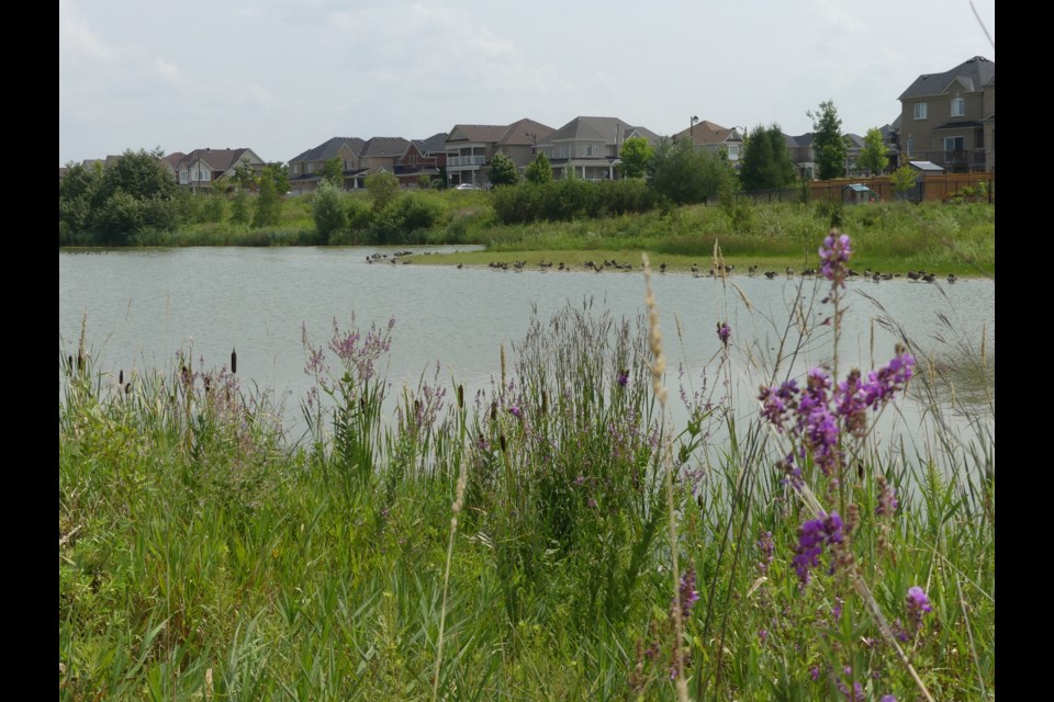 A stormwater pond off Langford Boulevard in Bradford West Gwillimbury. There are invasive goldfish in some of the town's stormwater ponds, according to Town of BWG staff. Jenni Dunning/BradfordToday