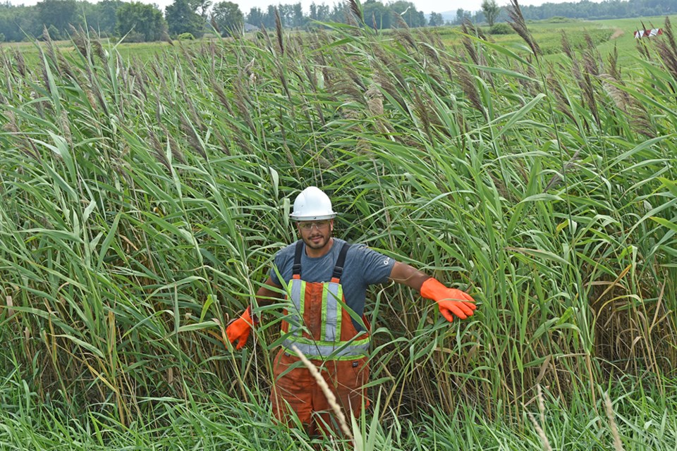 Licensed contractor Robin Egan, of Green Stream lawn and vegetation management, is shown in a stand of towering Phragmites australis on Line 4, Innisfil. Miriam King/BradfordToday