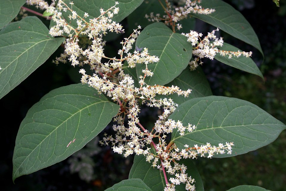 Flowering Japanese knotweed. Photo by Sam Brinker, Ontario Ministry of Natural Resources and Forestry.