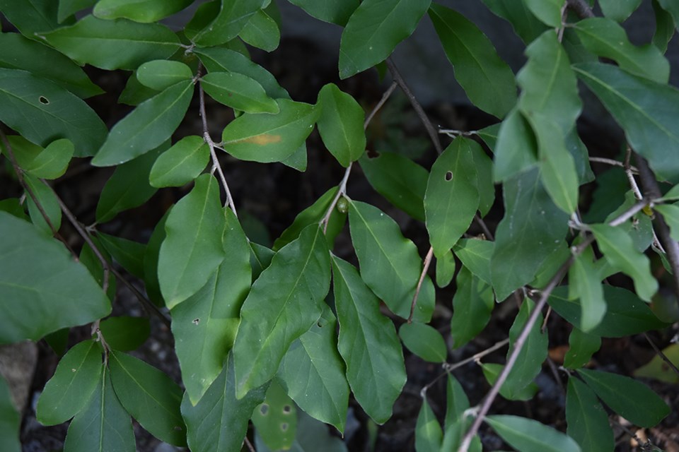 The leaves of autumn olive are smooth and wavy-edged, dark shiny green on top, and a scaly silver underneath. The plants produce fleshy fruits that turn red when ripe – and are edible. Miriam King/BradfordToday