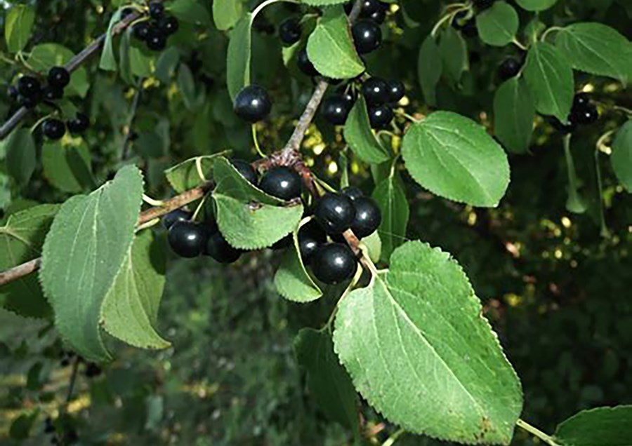 2018-09-27-buckthorn2