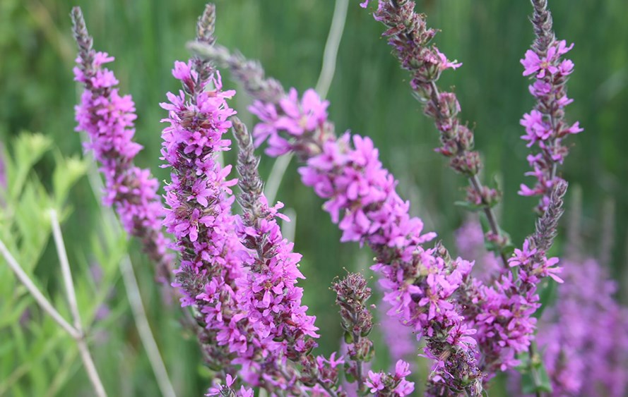 2018-10-12-purple loosestrife