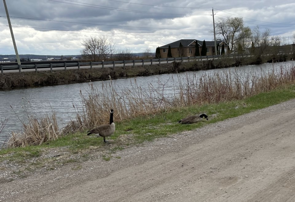 2022-04-27 Canada geese