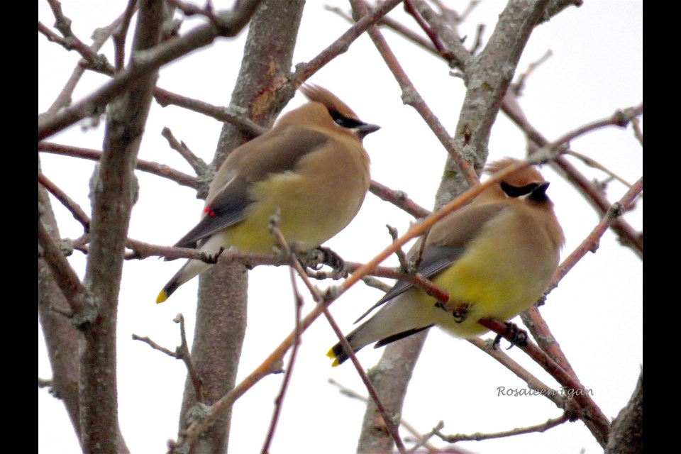 The visit of nine cedar waxwings to the tree outside the photographer’s kitchen had her thinking of what a difference a tree can make.