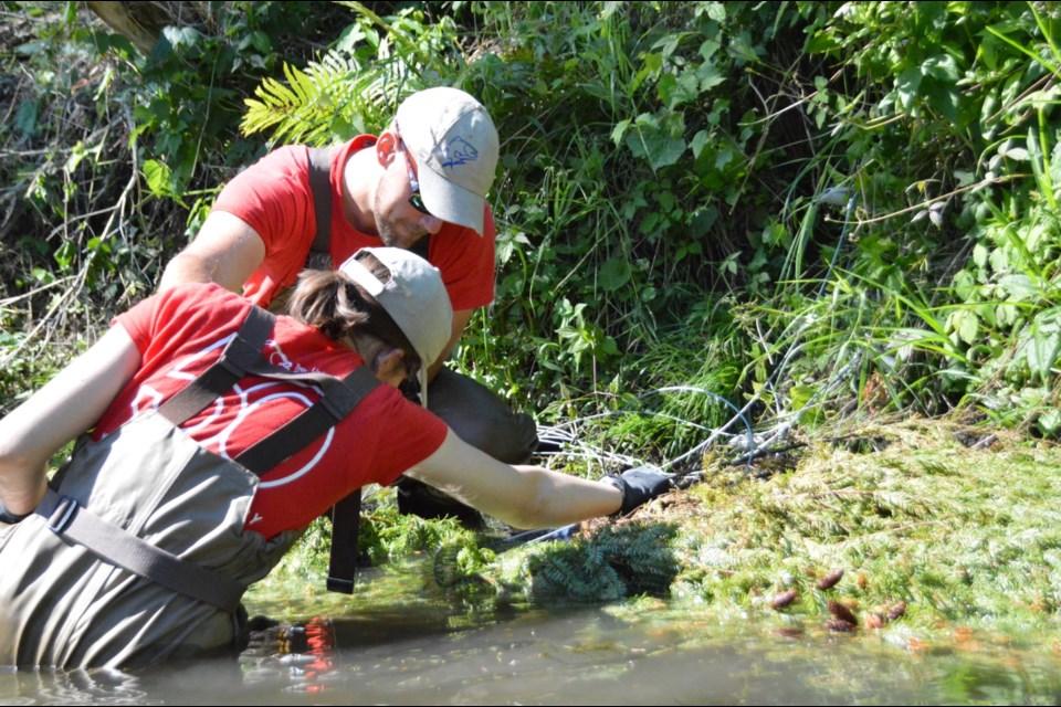 Trout Unlimited Canada volunteers are shown helping with riverbank restoration.