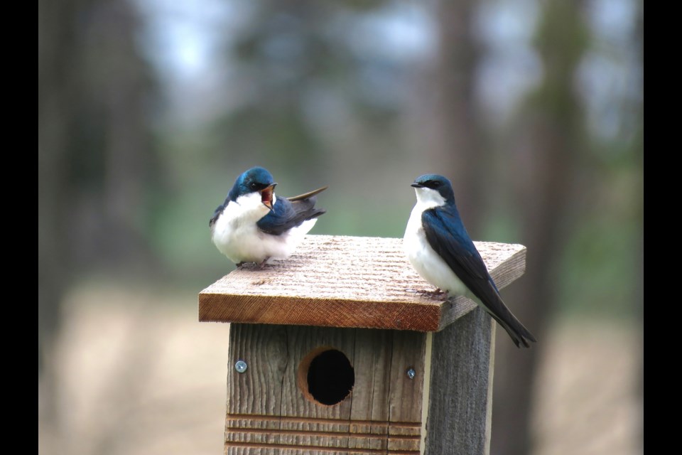 The Tree Swallows that checked out the two bluebird boxes for over a week or so seem to be having a difference of opinion. Rosaleen Egan for Bradford Today.                                