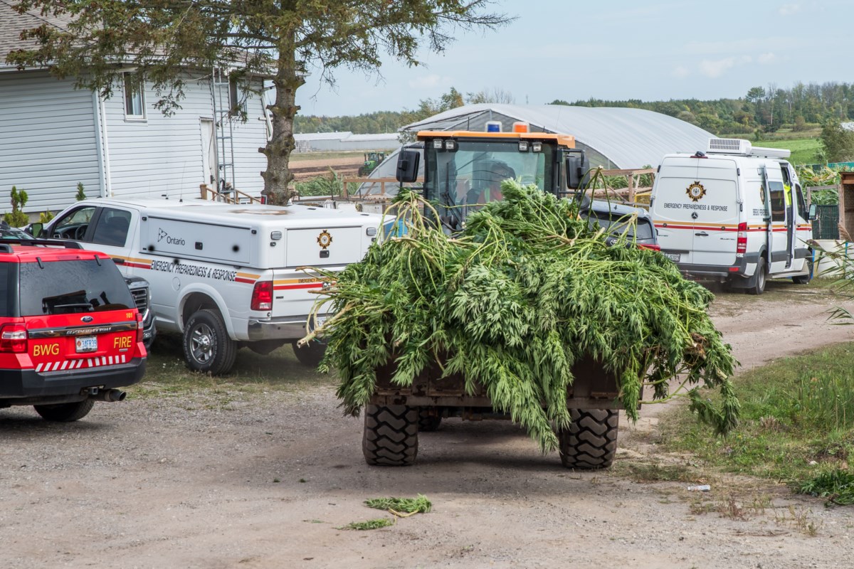 Drug bust happening in the Holland Marsh (5 photos