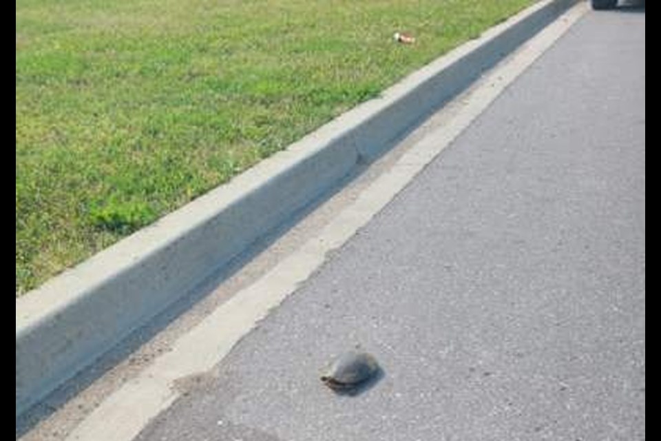 A wayward turtle prompted a call for help from South Simcoe Police in Bradford. 